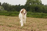 BARZOI 150